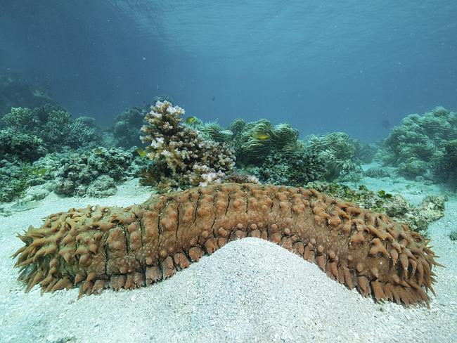 Глубокое Море Джеймса Кэмерона