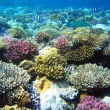Египетские рифы могут быть спасены
