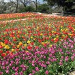 Ботанический сад и парад тюльпанов