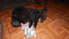 В семье из Иркутска появился медвежонок
