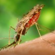 Комары способны выбирать своих жертв