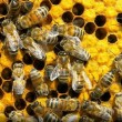 Белый дом встал на защиту медоносных пчёл