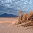 В этой пустыне не бывает дождя