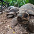 Гигантская черепаха с острова Призон