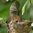 Несколько дней в гнезде колибри