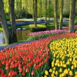 Голландский сад цветов Кёкенхофkekenhof2