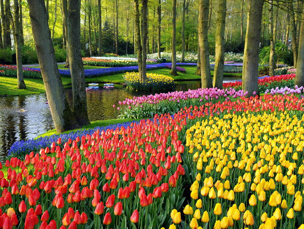 Голландский сад цветов Кёкенхофkekenhof2